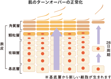 肌のターンオーバーの正常化