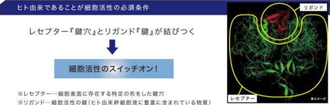 ヒト由来であることが細胞活性の必須条件